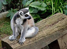 Últimos días para ver los lemures en el Zoo de Oviedo