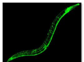 Un experto destaca el potencial del gusano ‘C. elegans’ en la investigación contra el cáncer