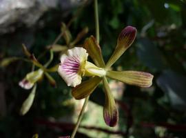 Encuentran dos nuevas especies de orquídeas en Cuba