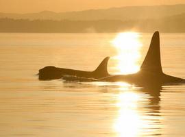 La angustiosa lucha de doce orcas al borde de la muerte (VIDEOS)