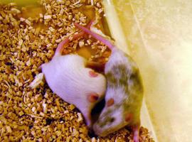 Un nuevo tratamiento para el cáncer de mama triple negativo resulta efectivo en ratones 