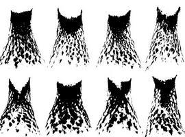 Los fractales explican el diseño del plumaje identificativo de la perdiz roja 