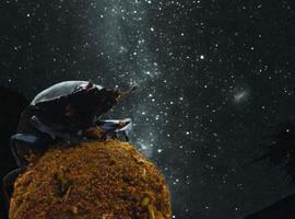 Los escarabajos peloteros se orientan con la Vía Láctea 