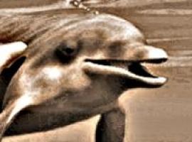 El delfín de Baco (¡VÍDEO EMOCIONANTE: UN DELFÍN HERIDO PIDE AYUDA)