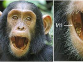 Los chimpancés siguen mamando cuando les aparecen los dientes permanentes 