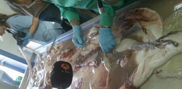 Los CSI del CEPESMA necropsiaron el calamarón de Algeciras