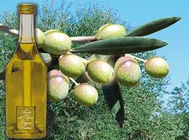 COAG reclama un estock estratégico de aceite de oliva para asegurar precios justos 