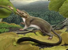 Ponen cara y edad al ancestro común de los mamíferos placentarios