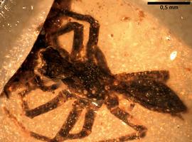 Una nueva araña fósil emerge del tesoro ambarino de El Soplao
