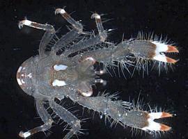 Catalogan un género nuevo de crustáceo y cinco nuevas especies 