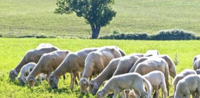 Aragón defiende en Bruselas la ganadería extensiva ante la futura reforma de la PAC