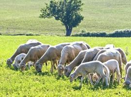 Aragón defiende en Bruselas la ganadería extensiva ante la futura reforma de la PAC