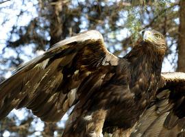 En México viven 81 parejas reproductivas de águila real