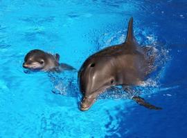 ¡El nacimiento de un delfín en vídeo!