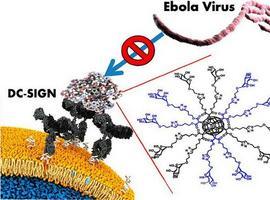 Bloquean la entrada del VIH y Ébola en células del sistema inmunitario