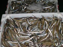 El mercurio en los peces aumenta el riesgo de enfermedad cardiovascular