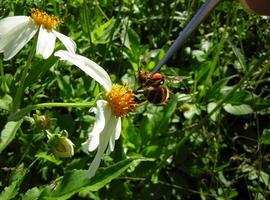 Las abejas sociales marcan con señales químicas las flores peligrosas