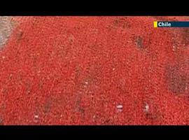 Miles de camarones muertos en una playa de Chile (VÍDEO)