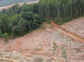 El PP reclama un plan para aprovechar la biomasa forestal en Asturias como energía