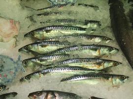 Pesca decomisa 44.970 kilogramos de xarda a un arrastrero portugués en Avilés