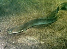 La Asociación de Pescadores del Carrual busca recuperar y conservar la anguila y su hábitat