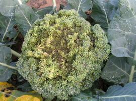Investigan la incidencia de la Alternaria en el cultivo del brócoli 