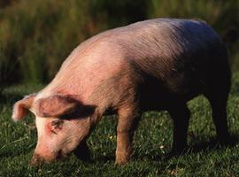 Rusia veta las exportaciones de porcino españolas