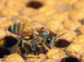 La sociedad civil exige la salvación de las abejas