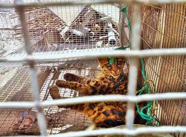 Tigrillo Margay recupera su salud tras haber sido rescatado de su tenencia ilegal en Loja