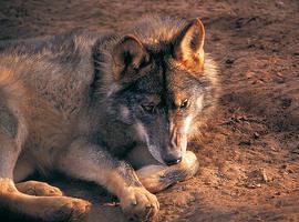 Concentración en Oviedo contra la caza del lobo autorizada por el Principado