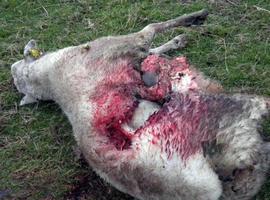El Parque de Picos abona casi 18.600 euros a los ganaderos por daños de lobos y jabalíes en 2012