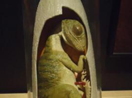 El “nacimiento” de un dinosaurio, en el Museo del Jurásico de Asturias