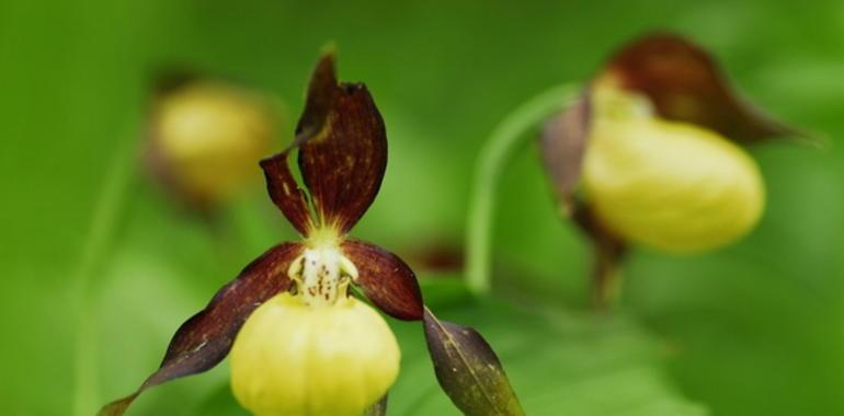 Zapatito de dama, una orquídea silvestre en peligro de extinción