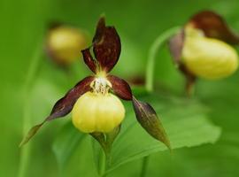 \Zapatito de dama\, una orquídea silvestre en peligro de extinción