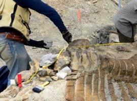 Recuperan la primera cola de dinosaurio descubierta en México