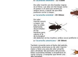 Las cucarachas, ‘campeonas’ de las plagas en Asturias