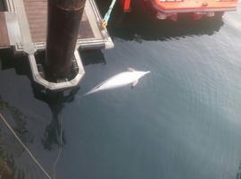 Una familia de delfines muerta por artes de pesca y diseminada por el occidente asturiano 