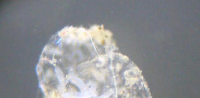 Un gijonés entre los descubridores de nueva especie de gusano comehuesos en la Antártida 