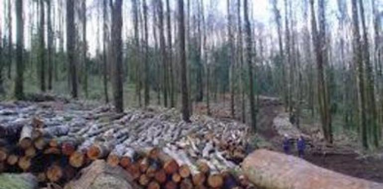 Ecuador decreta Estado de Excepción para evitar tala de bosques nativos en provincia de Esmeraldas  
