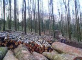 Ecuador decreta Estado de Excepción para evitar tala de bosques nativos en provincia de Esmeraldas  