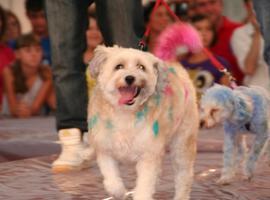 EQUO Langreo pide aumentar las zonas de esparcimiento canino acorde con el censo actual
