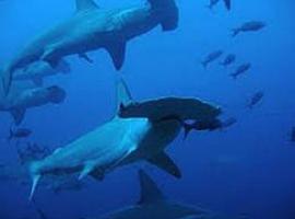World Wildlife Fund felicita a Presidente Correa por medidas de manejo para tiburones martillo 