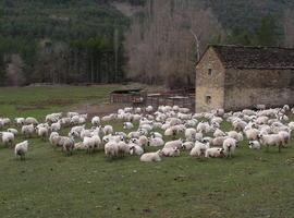 Plan de protección de las razas autóctonas de vacuno y ovino del Pirineo aragonés