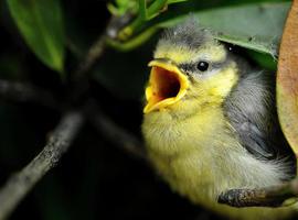 Los árboles envían señales de auxilio a las aves cuando los insectos les atacan