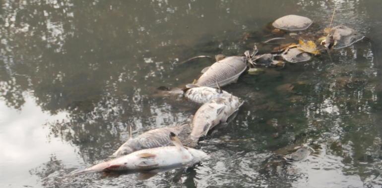 Cientos de carpas muertas en el rio Alvares en Corvera
