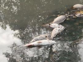 Cientos de carpas muertas en el rio Alvares en Corvera