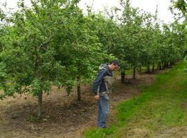 Nuevas variedades de manzana, de cosecha abundante sin vecería y más resistentes
