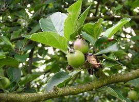 Jornada sobre \Nuevas plantaciones de manzano y otros frutales\