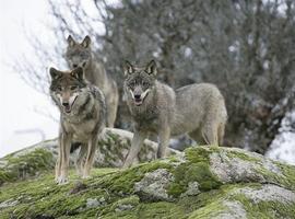 Luis Llaneza se incorpora al grupo de trabajo sobre el lobo en Picos de Europa