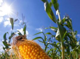 El PE se opone a la autorización de un nuevo maíz transgénico